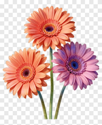 Three Gerbera Daisies In Bloom PNG