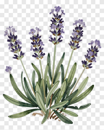 Lavender PNG