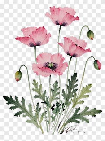 Pink Poppy Flowers With Green Leaves PNG