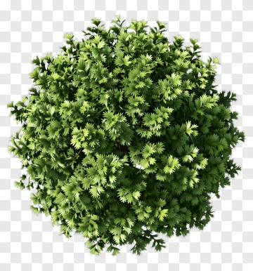 Top View Of A Rounded Green Bush PNG