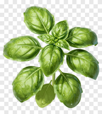 Fresh Basil Leaves PNG
