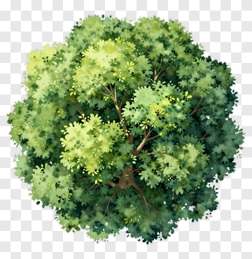 Top View Of A Foliage Tree PNG