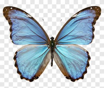 Blue Butterfly PNG