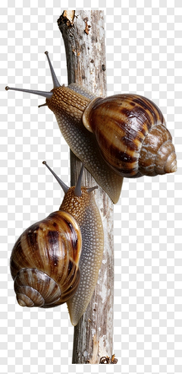 Two Snails Climbing A Branch PNG