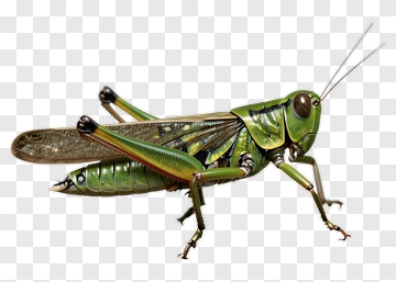 Green Grasshopper In Detail PNG