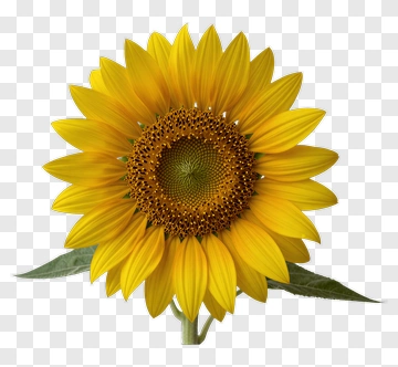 Sunflower In Full Bloom PNG
