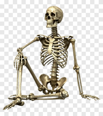 Skeleton In Seated Pose PNG