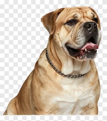 Dog With Chain Collar PNG