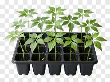 Fresh Green Seedlings In Black Tray PNG