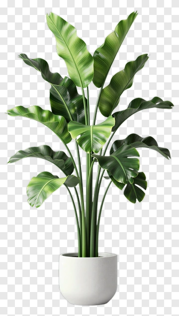 Tropical Plant In White Pot PNG