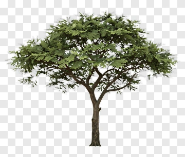 Tree With Dense Foliage PNG