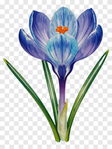 Blue Crocus Flower PNG