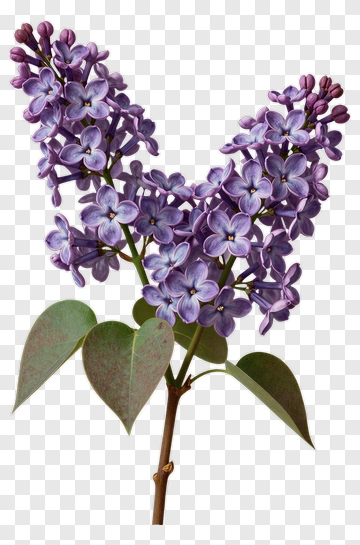 Lilac Blossoms In Soft Focus PNG