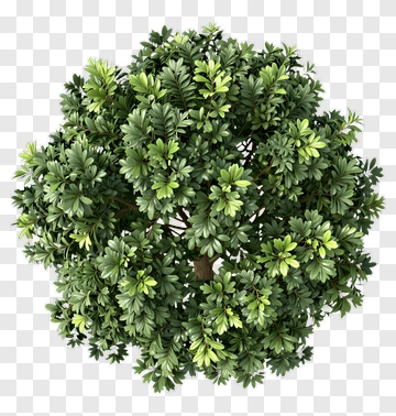 Top View Of A Lush Green Tree PNG