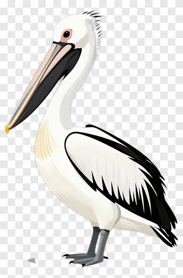 Pelican PNG