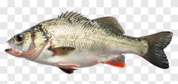 Freshwater Fish With Red Fins PNG