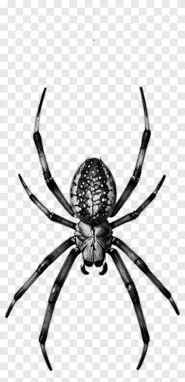 Spider Drawing PNG