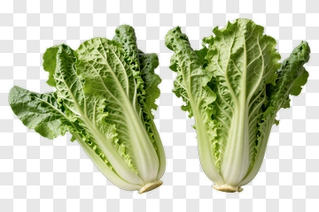 Two Cabbages PNG