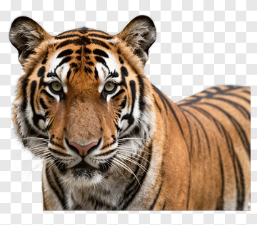 Tiger PNG