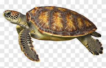 Sea Turtle PNG