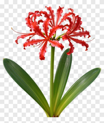 Red Lily Flower With Green Leaves PNG
