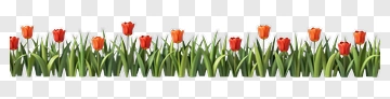 Red Tulips With Green Grass PNG