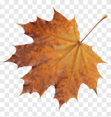 Maple Leaf With Autumn Colors PNG