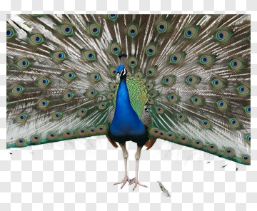 Peacock With Spread Tail Feathers PNG
