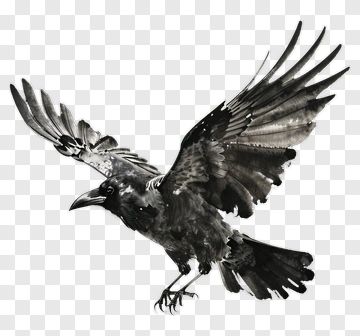 Crow In Flight PNG