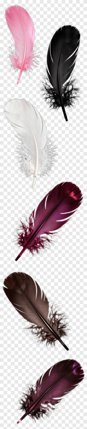 Collection Of Colored Feathers PNG