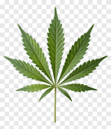 Cannabis Leaf PNG
