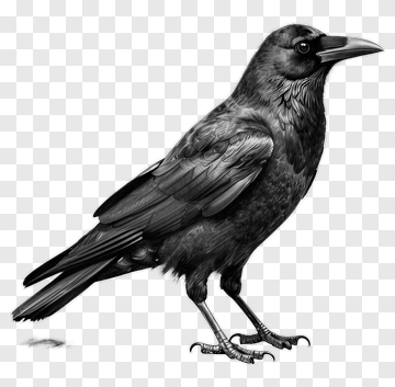 Crow Sketch PNG