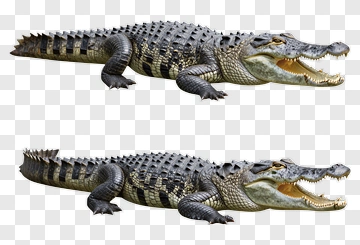 Alligator With Open Mouth PNG
