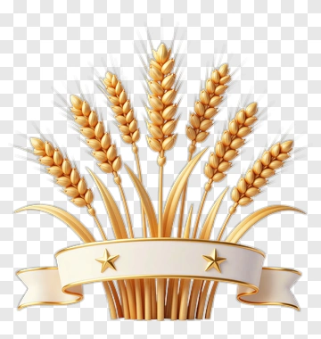 Golden Wheat Stalks With Star Ribbon PNG