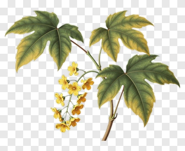 Green Leaf With Yellow Flowers PNG