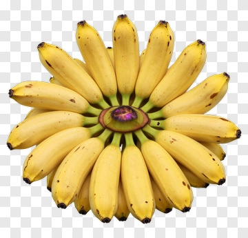 Cluster Of Yellow Bananas PNG