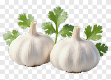 Two Garlic Bulbs With Cilantro PNG