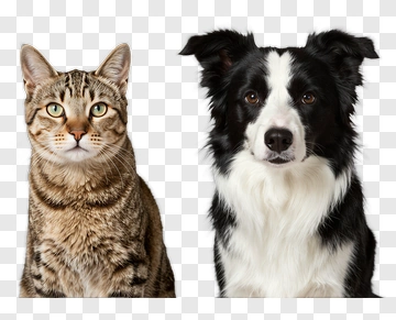 Cat And Dog Portrait PNG