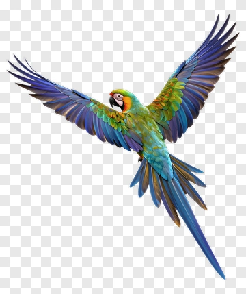 Colorful Parrot In Flight PNG