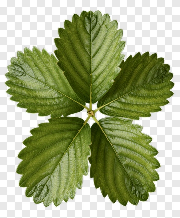 Strawberry Leaf PNG