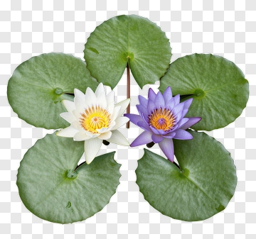 White And Purple Lotus Flowers With Green Leaves PNG