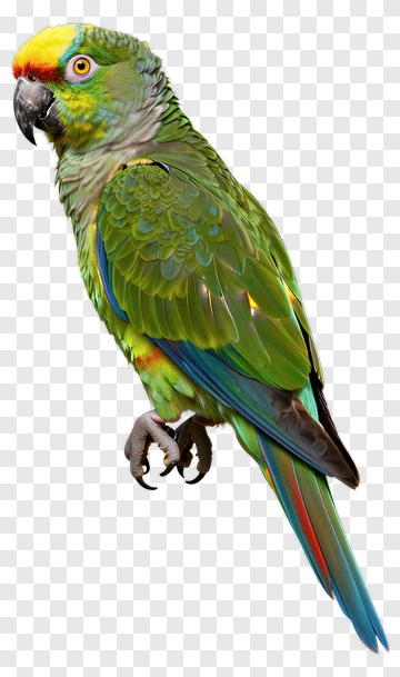Green Parrot With Yellow Head PNG