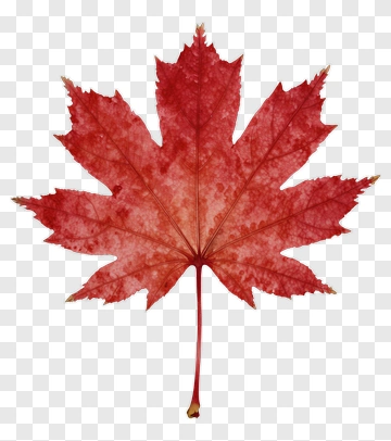 Red Maple Leaf Watercolor PNG