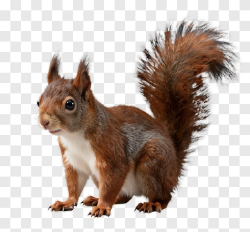 Red Squirrel PNG