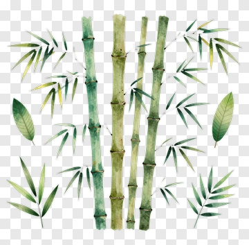 Bamboo And Leaves Watercolor Illustration PNG