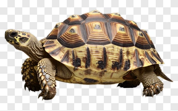 Tortoise With Yellow And Brown Shell PNG