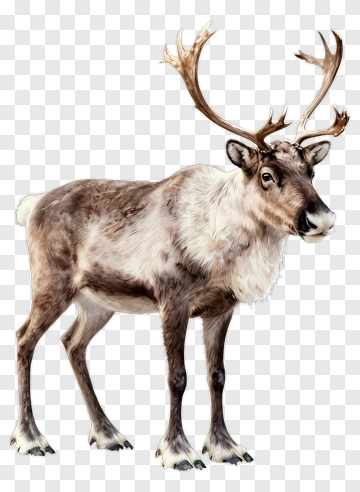 Reindeer Standing In Snow PNG