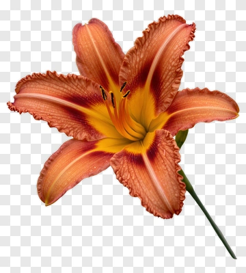 Orange Lily With Yellow Center PNG