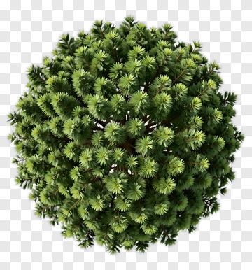 Top View Of A Spherical Evergreen Tree PNG