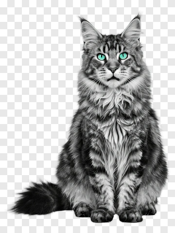 Maine Coon Cat With Green Eyes PNG